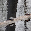 Eastern Painted Turtle
