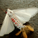 Shirohitori