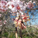 Olive Tree Flowers