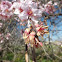 Olive Tree Flowers
