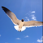 Laughing Gull