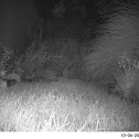 Virginia Opossum