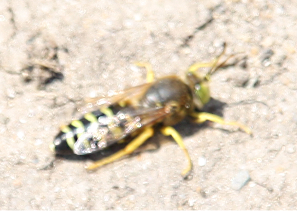 Spotting Image 1