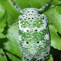 Plant Hopper