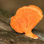 Fungus/mushroom