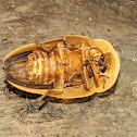 Fire Fly
