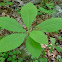 Big Leaf Magnolia