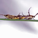 Cosmet Moth