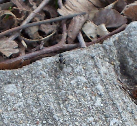 Spotting Image 1