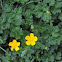 Buttercup