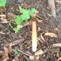 Devil's stinkhorn