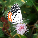 Red Pierrot Butterfly