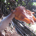 Elfin Saddle or Hooded false morel