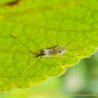Lace bug
