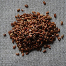Bhutanese Red Rice, Millet, and Oat Breakfast Pudding