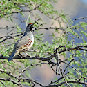 Gambel's Quail