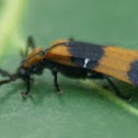 Net Winged Beetle