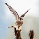 American Kestrel