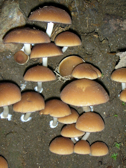 Spotting Image 1