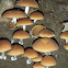 Unknown Mushroom