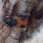 Hairy Fungus Beetle