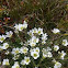 Arctic Sandwort