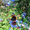 Red Admiral