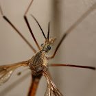 Cranefly