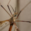Cranefly