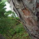 Stick Bug
