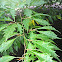 Cutleaf Beech