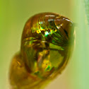 Common Crow pupa