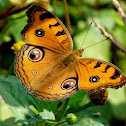 Peacock Pansy