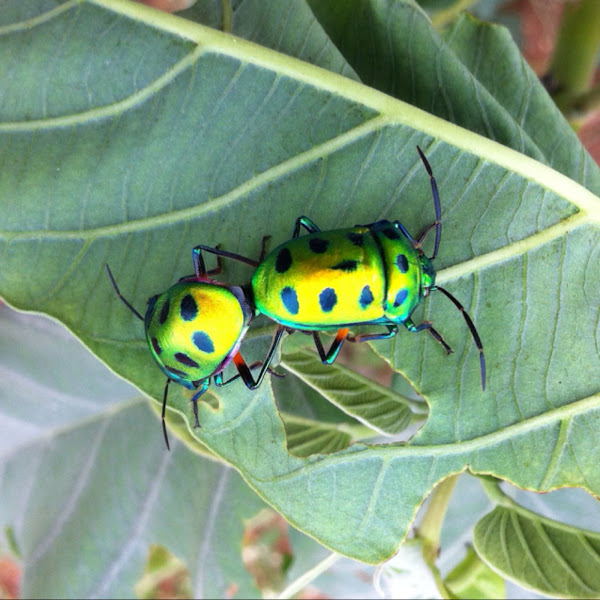  Green Jewel Bug ) Project Noah