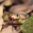 Wildlife of the Niagara Region