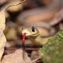 Wildlife of the Niagara Region
