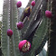Peruvian Apple Cactus,
