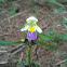 Large-flowered Hemp-nettle