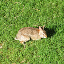 Eastern Cottontail