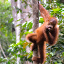 Orangutan
