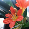 bush lily