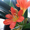 bush lily