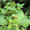 Red pumpkin beetle