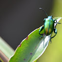 Flea Beetle