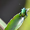 Flea Beetle