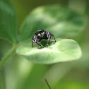 Jumping Spider