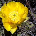 Prickly Pear Cactus