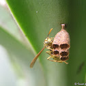 Paper wasp
