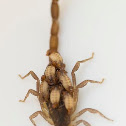 FL Bark Scorpion