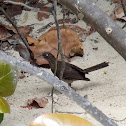 Pearly-eyed Thrasher